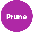 Prune